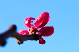 不惧冬日风凛冽，绚丽海棠花争俏图片