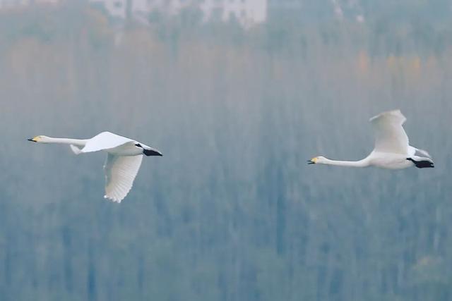 河南三门峡：天鹅湖晨曲