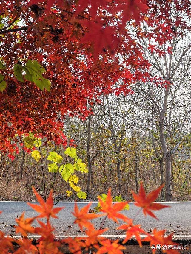 千年古城湖北云梦 冬日暖阳红枫艳