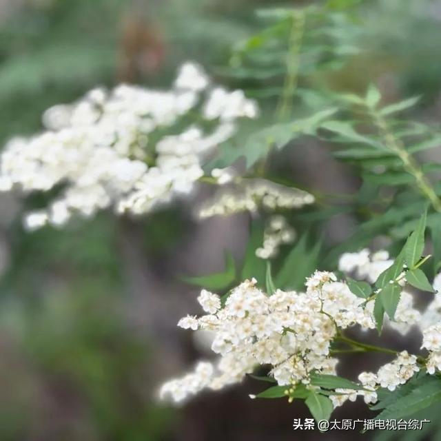 太原盛夏：公园里的花事盛宴