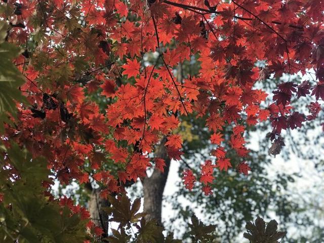 层林尽染 颜值拉满！千山赏秋正当时