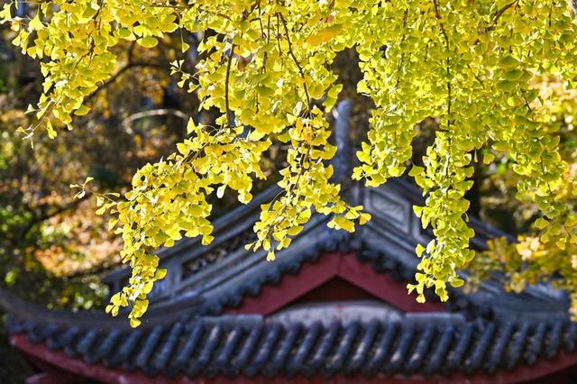 杭州孔庙碑林银杏季启幕，推出多项文化体验活动邀市民共赏“金色盛宴”