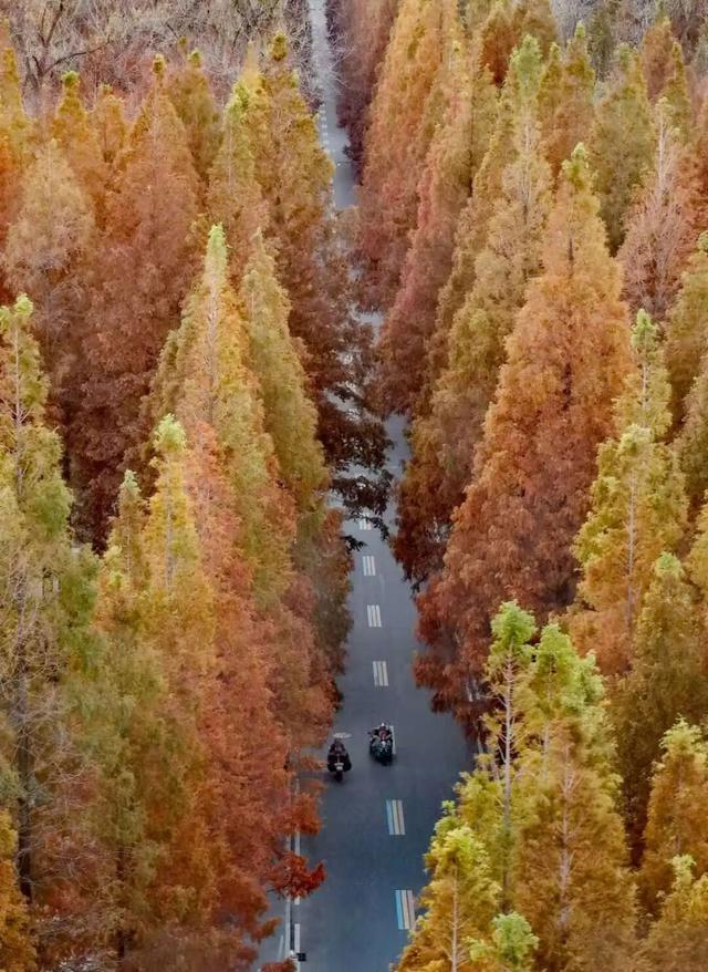 “焦糖色秘境”上线！超级出片！日照这里错过再等一年！