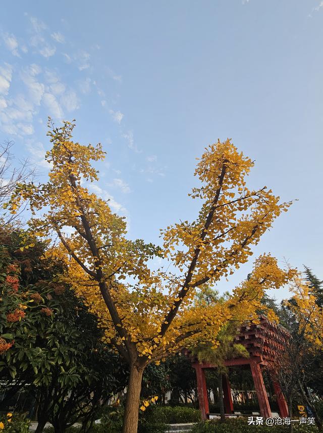 初冬时刻，李戒园的银杏叶，黄透了天，黄透了地，天地和谐共生!