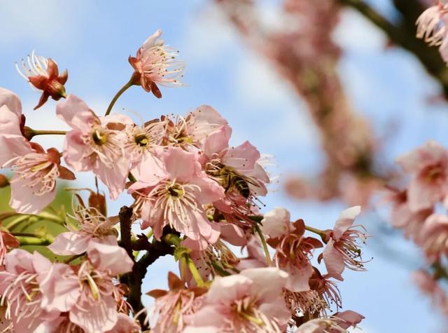 一年一度！重庆园博园红梅开啦→
