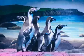 哇哦 | 一大波企鹅来了！就在天津动物园！图片