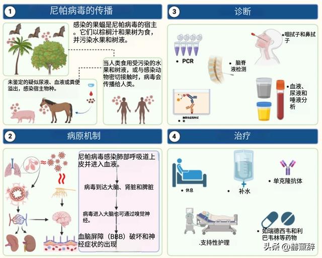 印度爆发尼帕病毒	，死亡率达75%，世界经不起折腾，中国也有病原