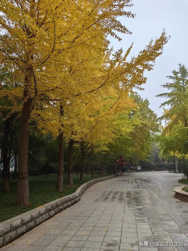 满城尽染“黄金甲”！石家庄公园银杏进入最佳观赏期