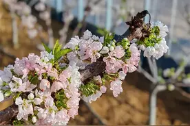 春游赏花之旅来啦 泰山区发布春日赏花攻略图片