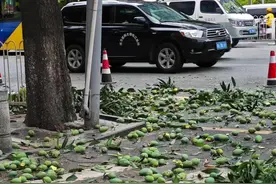 来个广东人给科普下！这些小区里的芒果都不要了？真的不能吃吗？图片