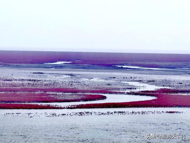 分享一个免费的红海滩，景色一点不差盘锦红海滩，