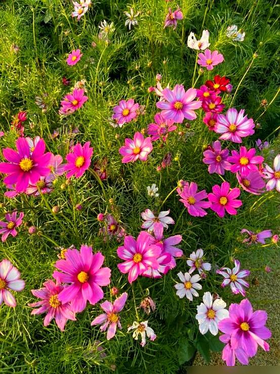 阴花不能进阳宅。这5种花“打死”也不养，家里若有？快挪走！