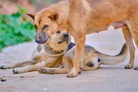 吃狗肉，你会考虑个人的安全问题和狗肉的卫生情况吗图片