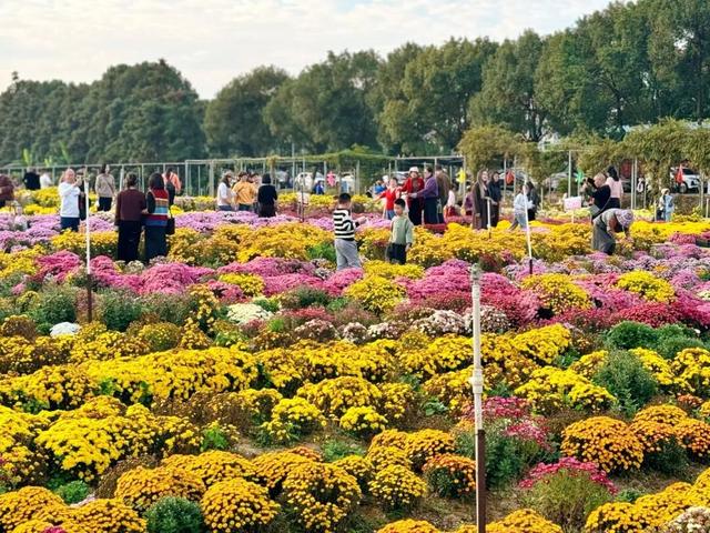 惊艳！三明这片花海已到最佳观赏期！错过又要再等一年