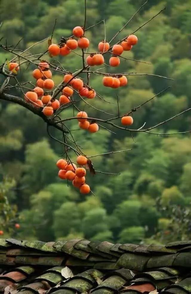 河南处处“柿”风景！