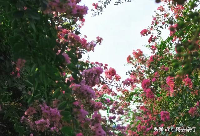 成都温江最美紫薇花大道，壮观色彩斑斓，不要门票，地铁公交直达