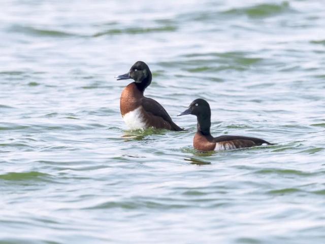 春色染东平，一韵一倾城