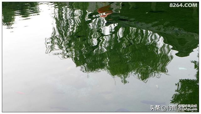 山东行游影记（2）—济南趵突泉（二）
