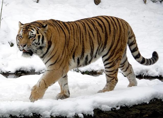 突变？切尔诺贝利发现蓝色的狗！是被核辐射变异了吗？