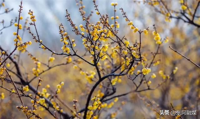 山东的第一波蜡梅开啦！快来邂逅这份冬日限定的浪漫