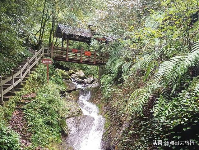 四川又一高山杜鹃惊艳了，刚好进盛花期，云海中的花园，非常唯美