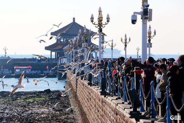 蓝天白云间“名场面”：海鸥翩跹，人鸥同乐
