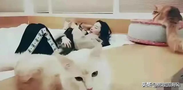 刘亦菲私宅曝光,与猫狗相伴不养娃超舒适,这才是生活?