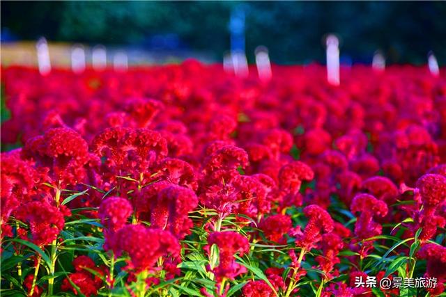 打卡新地标！佛山卡玛缤纷花世界：在大草帽与秋千间邂逅秋天诗意