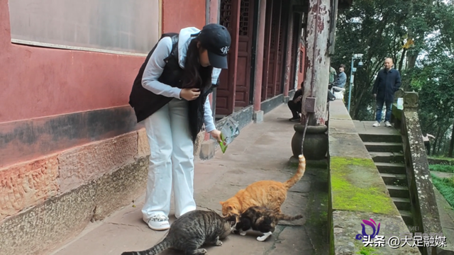 大足石刻南山景区4只萌猫成“团宠” 憨态可掬等您赐名