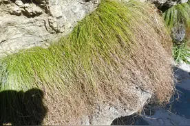 话说“东北三宝”之一的“靰鞡草”图片