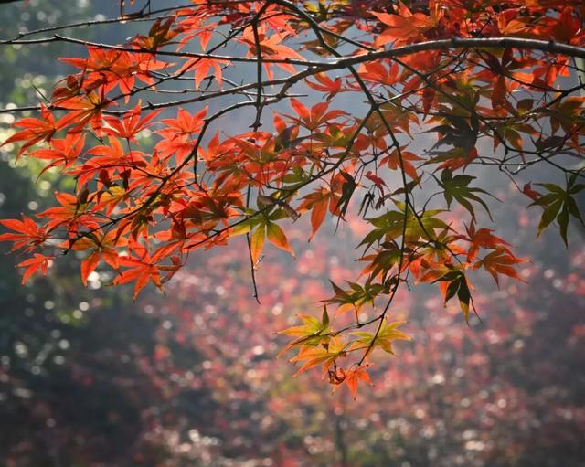 南方冬意，藏在这一亭红枫里