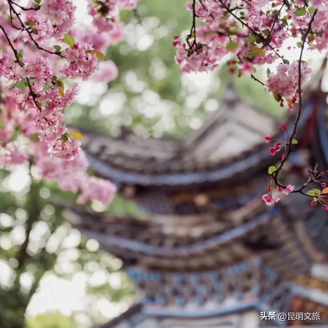 “薅羊毛”倒计时！妇女节昆明景区优惠大盘点，带上姐妹出发吧~