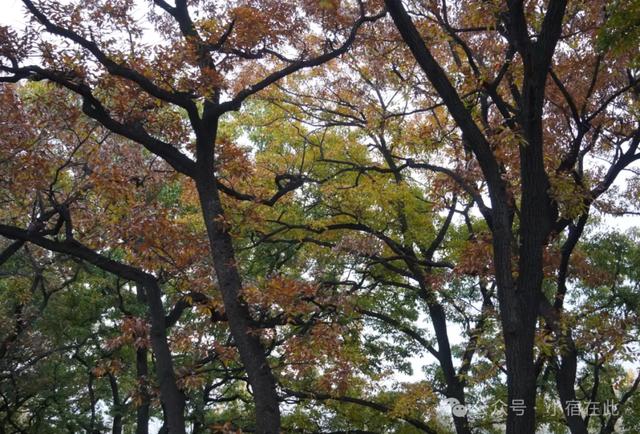 安徽萧县龙泉寺橡树林，太美了！