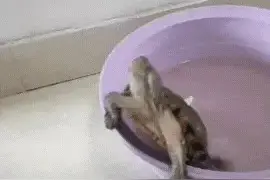 如何把巴西龟养的既粘人又听话，跟你一起转，看看我养乌龟的经历图片