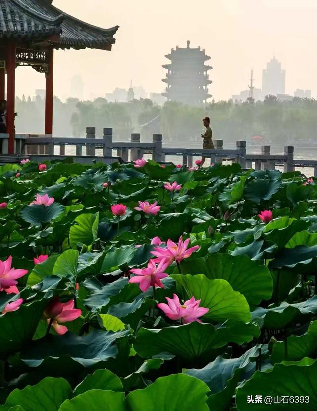 《雨荷厅畔荷香美女乐》～新华社原军事记者陶俊峰泉城大明湖美拍