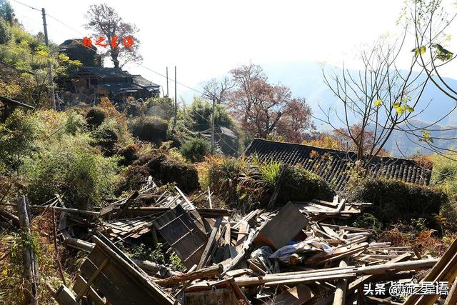 古村、古道、古树群、红杉林，网红村庄比城市还热闹