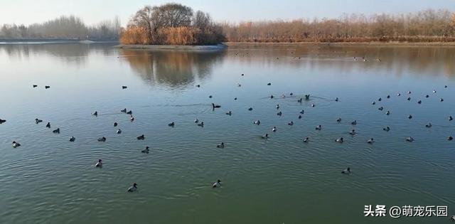 阿克苏惊现候鸟大军，浅滩窃窃私语如舞者，我被这天然舞台震撼了