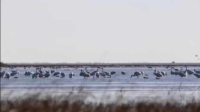 【支援合作 共谋发展】氛围感拉满！扎赉特旗图牧吉秋日湿地，百鸟翩跹入画来~