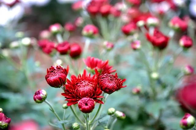 开了! 开了！金堂几百亩菊花已璀璨绽放，快去打卡！