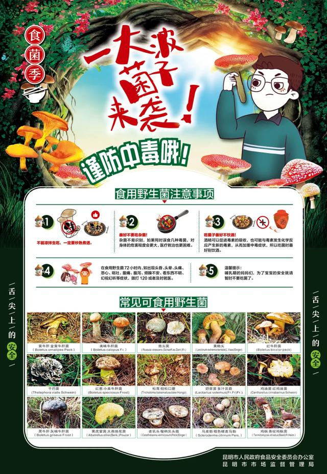 这个季节来云南，抓根树枝我们去“打野”