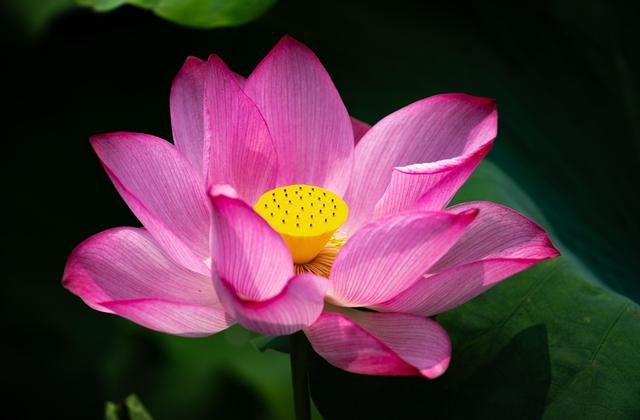 北海公园的荷花有很大的不同，美艳动人