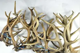 中国人为啥很少吃鹿肉？不是鹿肉吃不起，只是活鹿更有性价比！图片