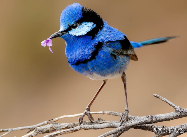 短视频，可能正在摧毁鸟类摄影