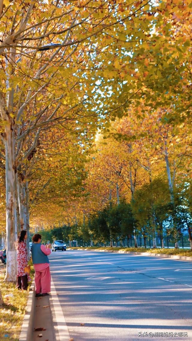 不用去南京，长沙也藏着 “梧桐秘境”！遛娃拍照美到窒息！