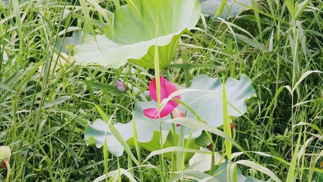 大美泌阳系列之菌都公园：荷香逸韵 秋染园景