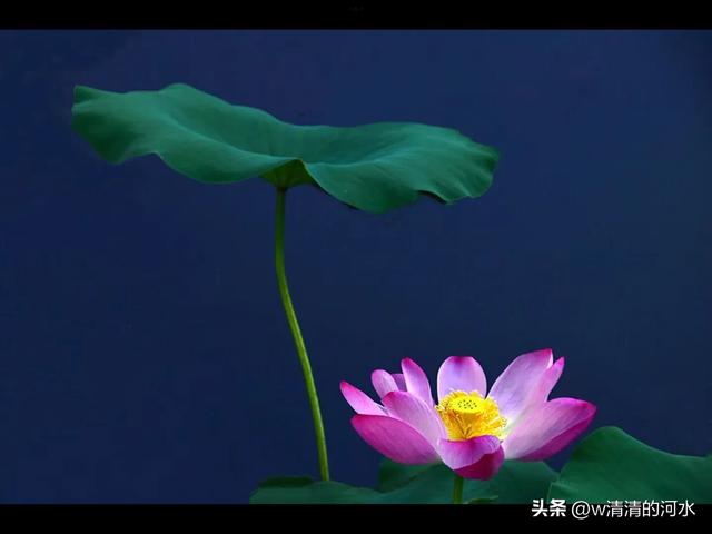 荷花是夏季里最曼妙的风景