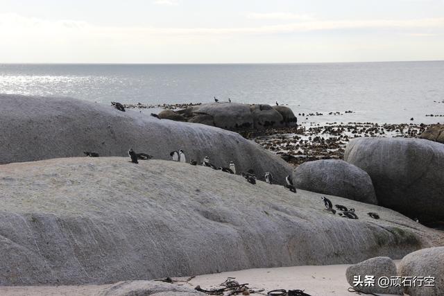 南部非洲：南非开普敦企鹅岛