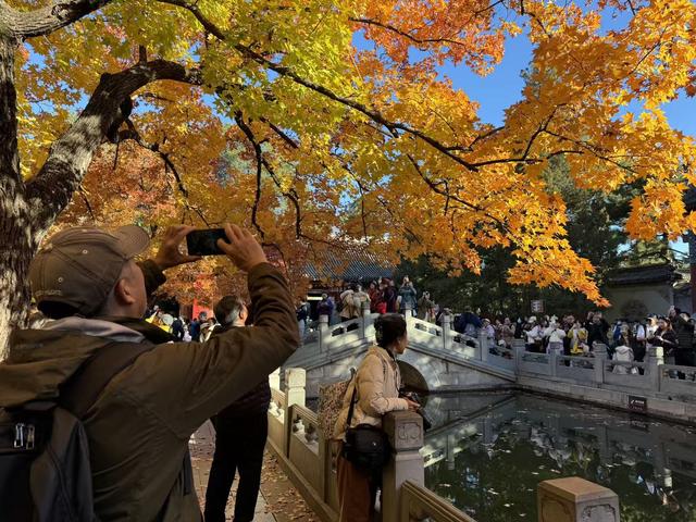 超出片，秋日氛围感拉满！香山彩叶变色率已达60%
