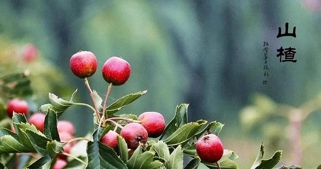 别再骂了！山楂树下“禁售”山东真相曝光，原来我们都错怪它了