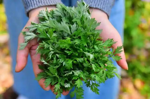 野菜美味背后的真相,苦菜荠菜小心致癌,被警告不再贪吃